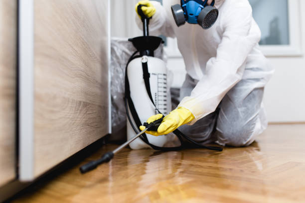 Best Insect Control  in Meadow Lake, NM