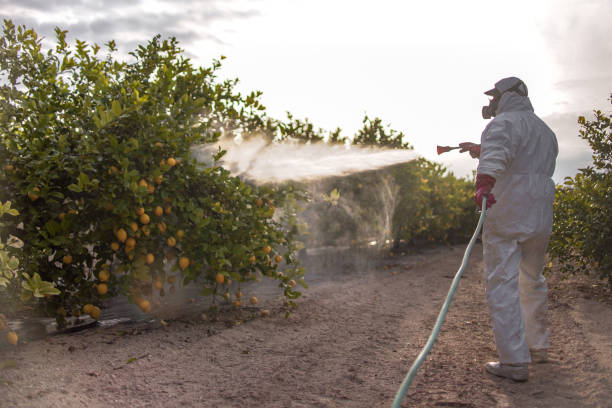 Best Bird Control  in Meadow Lake, NM
