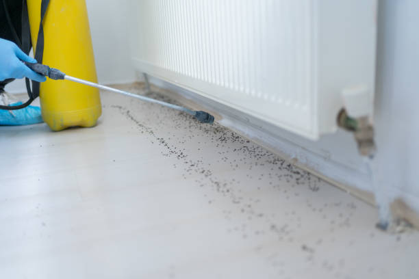 Best Residential Pest Control  in Meadow Lake, NM